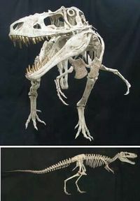 Alioramus