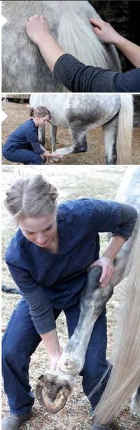 Massage Therapy For Your Horse's Hindquarters - Equine Wellness Magazine