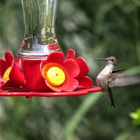 Sugar water for hummingbirds is often dyed red. Here’s one way to avoid using food coloring, while still monitoring the levels of sugar water from afar.