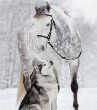 L’amitié entre un cheval et un Malamute immortalisée par des photos somptueuses