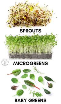 Growing Microgreens Indoors: Superfood In 2 Weeks Or Less!