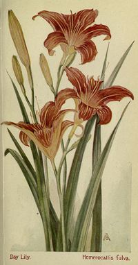 Hemerocallis fulva, Field book of American Wild flowers, Biodiversity heritage library