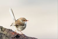 #birds #fairywren