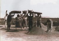 LA ALBUFERA Y EL ARROZ Las tareas de cultivo de arroz, una vez recolectado eran lentas y laboriosas: pasado por el trillado, limpieza, descascarillado, blanqueo y clasificación.