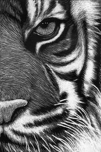 scratchboard tigre by Roman-Novikov on deviantART