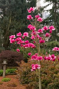 Felix® Magnolia - Monrovia - Felix® Magnolia