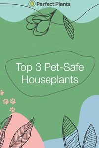 Details inside!~ Some growers and gardeners are hesitant to bring plants indoors in fear they might harm their pets! Certain houseplants can cause stomach irritation and other problems for cats and dogs if ingested. However, we compiled this category of pet-safe and friendly houseplants that are certified by the ASPCA! These plants are safe for both cats and dogs🐶🐱
