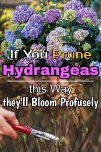 Pruning Hydrangeas is important to keep them healthy and growing while improving their flower production. Learn how to prune them correctly.