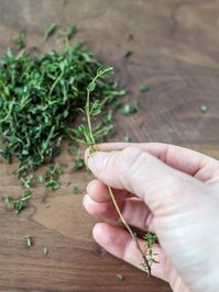 Growing Thyme | HGTV