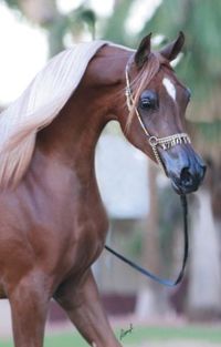 Arabian Filly