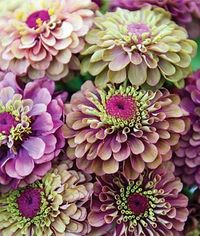 my new favorite zinnia "lime queen"
