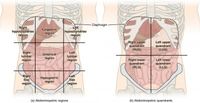 9 Regions of the Abdomen