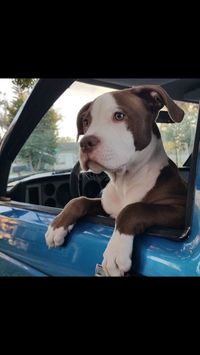 white and brown pitbull puppy
