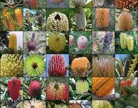Safe For Parrots - Natural & wild food and enrichment for companion & aviary birds