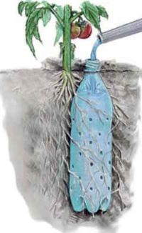 Bottle Irrigation Tomato Plant