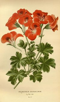 v. 1 - Favourite flowers of garden and greenhouse / - Biodiversity Heritage Library