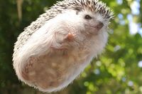 19 Pictures Of Hedgehog Bellies That Prove Everyone Has A Soft Side