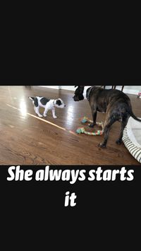 Pitbull puppy video and playing