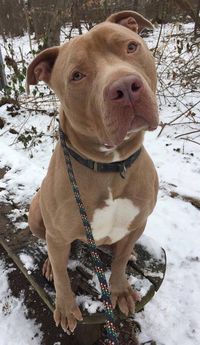 red nose pitbull