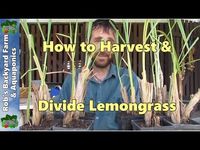 How to harvest & divide lemongrass.. - YouTube
