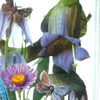 Clare Celeste Börsch Ecologies II, 2018 Detail Layered collage in glass www.clareceleste.com