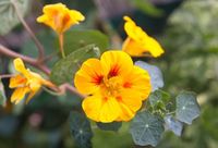 10 Yellow Flowering Vines (Plus Growing Tips) - Garden Lovers Club