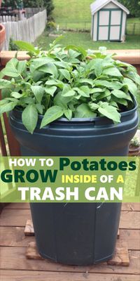 Growing potatoes in a trash can is a simple and efficient way to produce a large crop of potatoes in a small space. This method is perfect for those with limited outdoor space or for those who want to grow potatoes in an urban environment. Here is a step-by-step guide on how to grow potatoes in a trash can
