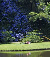 The Abundance of Hydrangea’s on the Azores Islands – Tours of the Azores Islands