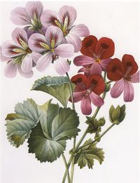 Geraniums- Pierre Joseph Redoute' from Choix des plus belles fleurs 1827