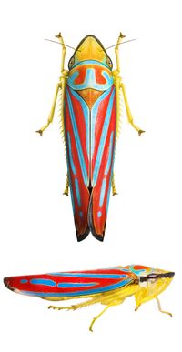 Graphocephala coccinea...so damned gorgeous...one could stare at it all day!