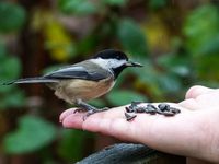 How to get birds to eat out of your hand #animals #birds