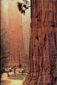 One of my favorite places in the world, and one of my favorite places to visit in meditation:-) California Redwoods