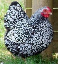 Wyandottes - They are a fantastic layer, child friendly and docile. Very similar to the Orpington in terms of personality but more 'bomb proof' There are many varieties and all of them make an extremely attractive bird. Calm,Friendly and docile, easy to handle and child-friendly, ideal backyard bird, a real pleasure to own. Equally happy foraging outside or in confinement.