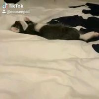 Good night🐈 • Follow @ecosenpaii for more👍🙌😍 • #ecosenpaii #saveearth #savetheocean #savetheturtles #catlove #Goodnight #kitty #savetheplanet #saveourseas #plasticfree #plasticfreejanuary #plasticsollution #plasticsucks #plasticfreeforthesea #plasticfreeliving #fridaysforfuture #climatestrike #plasticfreeoceans #lifewithoutplastic #climatememes #funnymemes😂 #climatechange #animalmemes