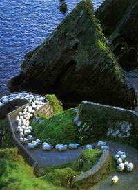 Irlanda, Nação Celta... Dingle.