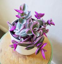 1 PINK LARGE Tradescantia Houseplants Live Plant 4 Inch Pot indoor Nanouk U S A Seller RARE Fast Growing Plants for Home Decor by FCGardens on Etsy
