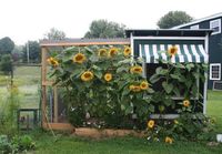They grew sunflowers up against the coop to help provide shade in the summer