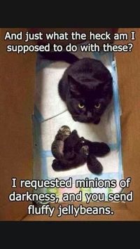 19 Cat Pictures So Funny, We Dare You Not To Laugh