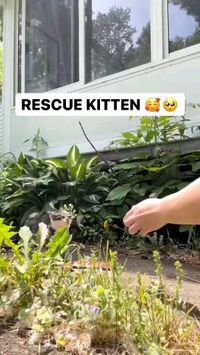 Credit/Source 📸 : Tiktok.com/@kittenroomnrescues #cat #kitten #rescue #cute #babycat #feeding #kucing #bayikucing