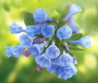Top 10 Tube-Shaped Flowers That Attract Hummingbirds