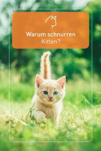 Sowohl Katzenmütter als auch ihre Kittens schnurren nach der Geburt. Die säugende Katze lotst ihre Kittens durch das Schnurren zur Zitze. Katzenbabys wiederum schnurren, wenn sie bei ihrer Katzenmutter säugen.