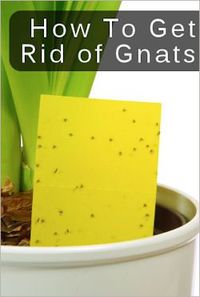 Tips For Getting Rid Of Gnats