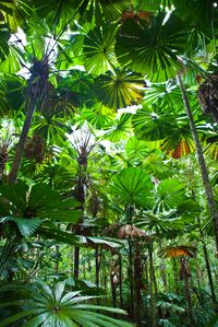 The ultimate road trip through tropical North Queensland, Australia