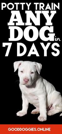 Learn how to house train or potty train your puppy or adult dog.