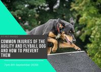 There's a number of different injuries that can occur to our dogs and these largely vary due to the sport they complete. We all know that sinking feeling when we are about to set off ready to train and your dog gets up stiff or even lame! Sod's law!