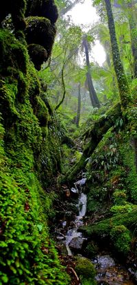 Rimutaka Forest Park, near Wellington, The North Island, New Zealand