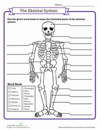 Skeletal System Quiz Worksheet