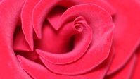 Love, Love Scam, Rose, Attachment