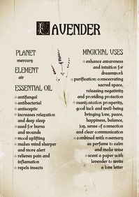 Lavender uses, benefits, essential oil, magick and alchemy, spagyrics. Lavender has been used for love, beauty and manifestations spells. Every witch should have it in her apothecary! Click to learn more...