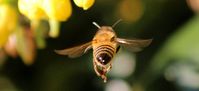7 tricks for a bee-free garden | Flower Power